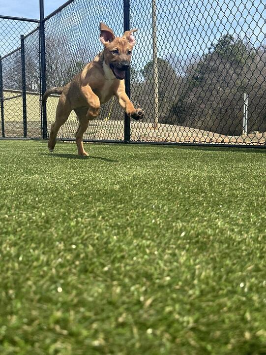 A tan and brown German Shepherd mix puppy is jumping and playing on Astroturf, in a fenced play yard.