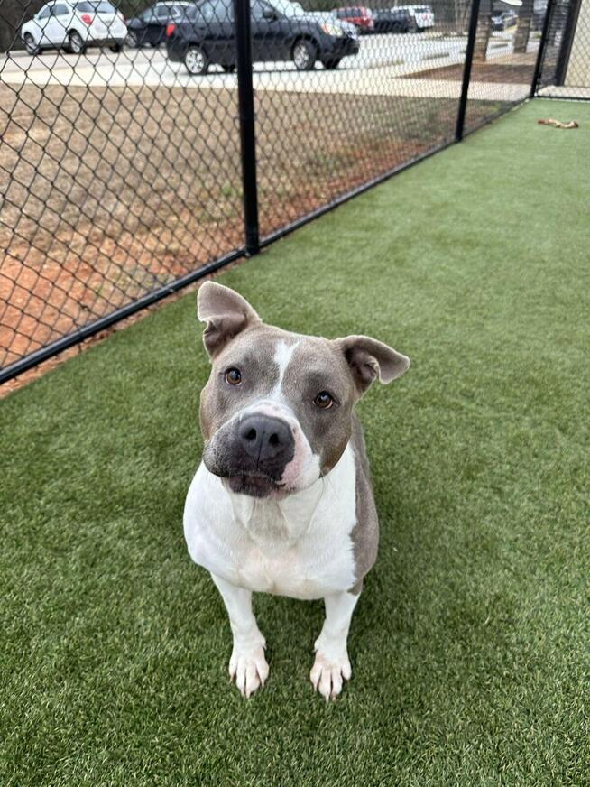 A brown and white pit bull mix dog is sitting on green Astroturf. The dog is looking directly into the camera, his head tilted slightly.